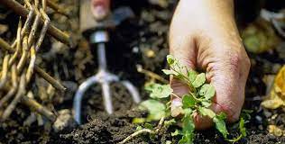 ΓΕΩΡΓΙΚΑ ΕΦΟΔΙΑ ΦΥΤΩΡΙΟ ΚΗΠΕΥΤΙΚΩΝ ΚΗΠΟΤΕΧΝΙΚΗ ΚΑΒΑΛΑΣ ΕΛΕΥΘΕΡΟΥΠΟΛΗ ΚΑΒΑΛΑ ΧΑΤΖΟΥΔΗ ΔΕΣΠΟΙΝΑ