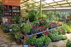 ΑΝΘΟΠΩΛΕΙΟ VIRGINIA ΜΥΤΙΛΗΝΗ ΛΕΣΒΟΣ ΜΩΡΑΙΤΗΣ ΠΑΝΑΓΙΩΤΗΣ